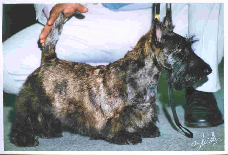 CH. Bella rossa dite julie la rousse Della Roccacia di Modigliana