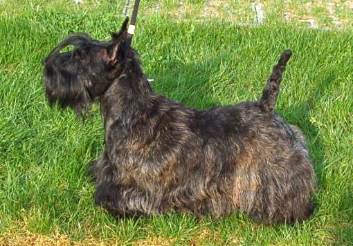 CH. Bella rossa dite julie la rousse Della Roccacia di Modigliana