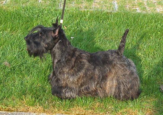 CH. Bella rossa dite julie la rousse Della Roccacia di Modigliana