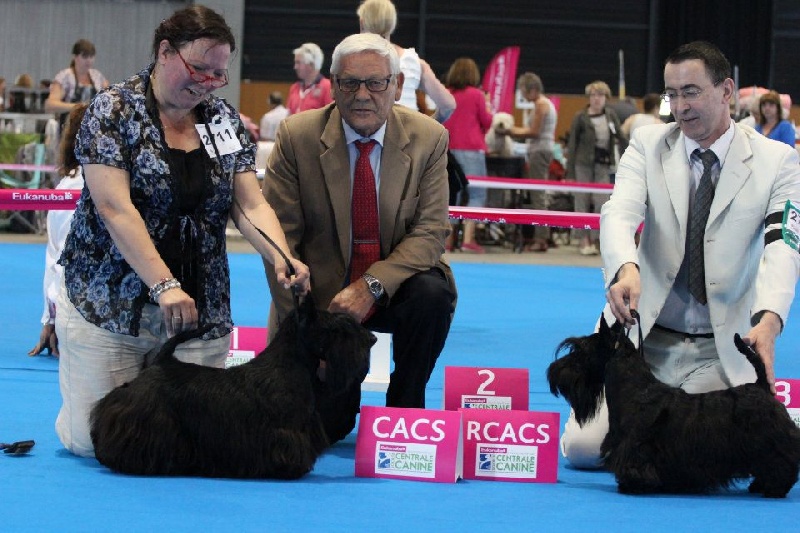 CH. Donald duck Della Roccacia di Modigliana - 2 ex classe ouverte(12chiens) RES-CACS