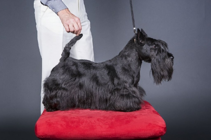 CH. Donald duck Della Roccacia di Modigliana - ex 1 classe champion cac vdh