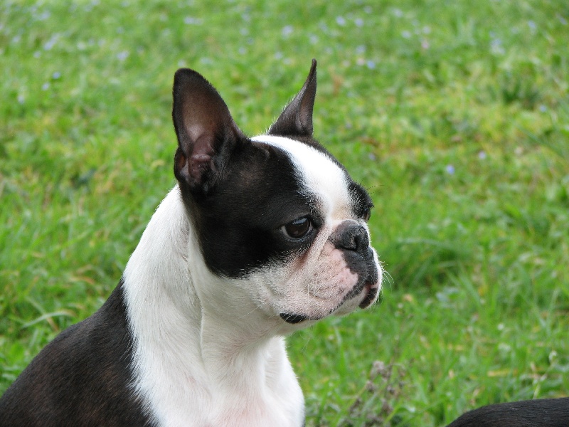 Publication : Des bostons de valcyre Auteur : Micheline Malterre