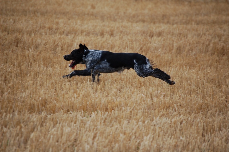 Publication : Des fossés de Javersy Auteur : Emmanuel Bourgeois