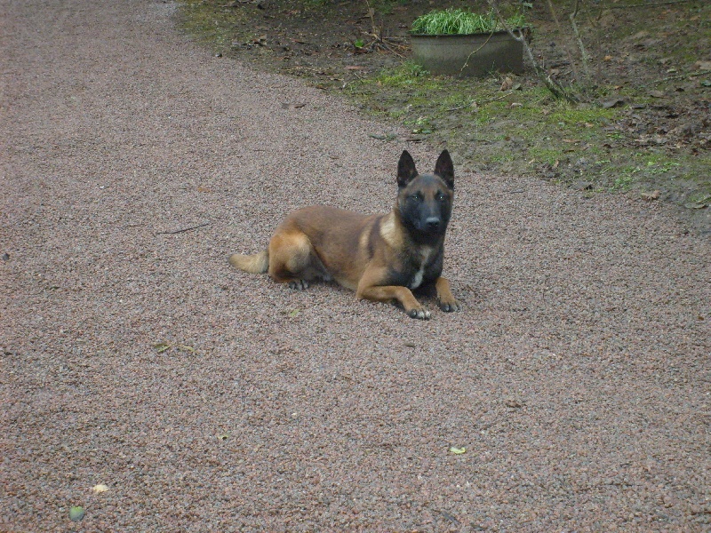 Barbare dit badge de la Cabane des Bergers