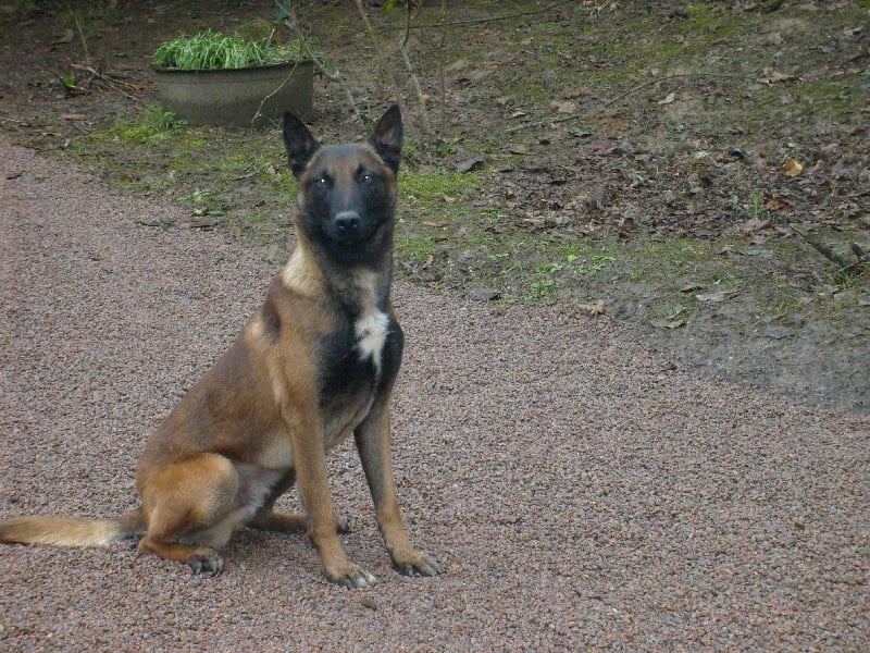 Barbare dit badge de la Cabane des Bergers