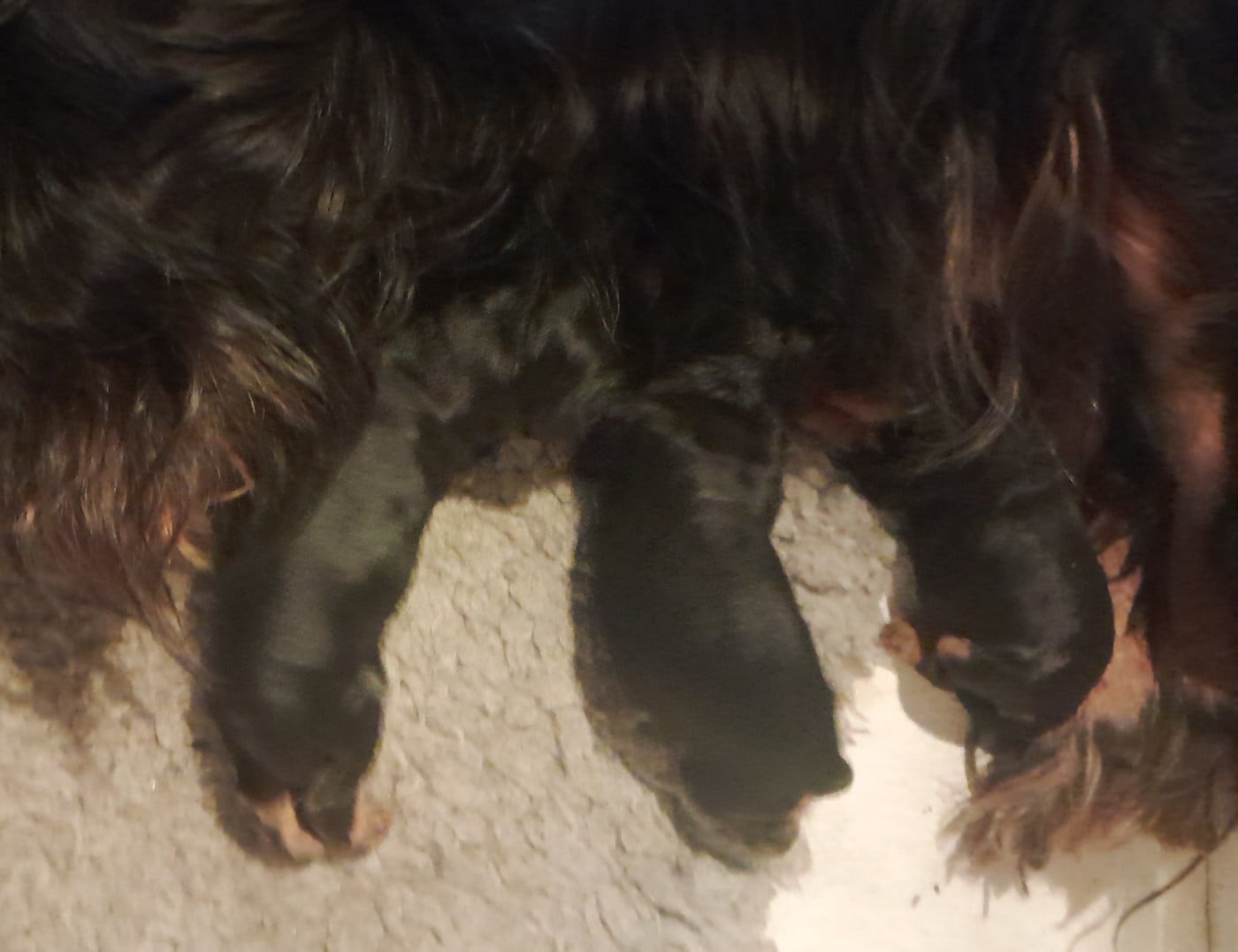 Femelle noir et feu - Cavalier King Charles Spaniel