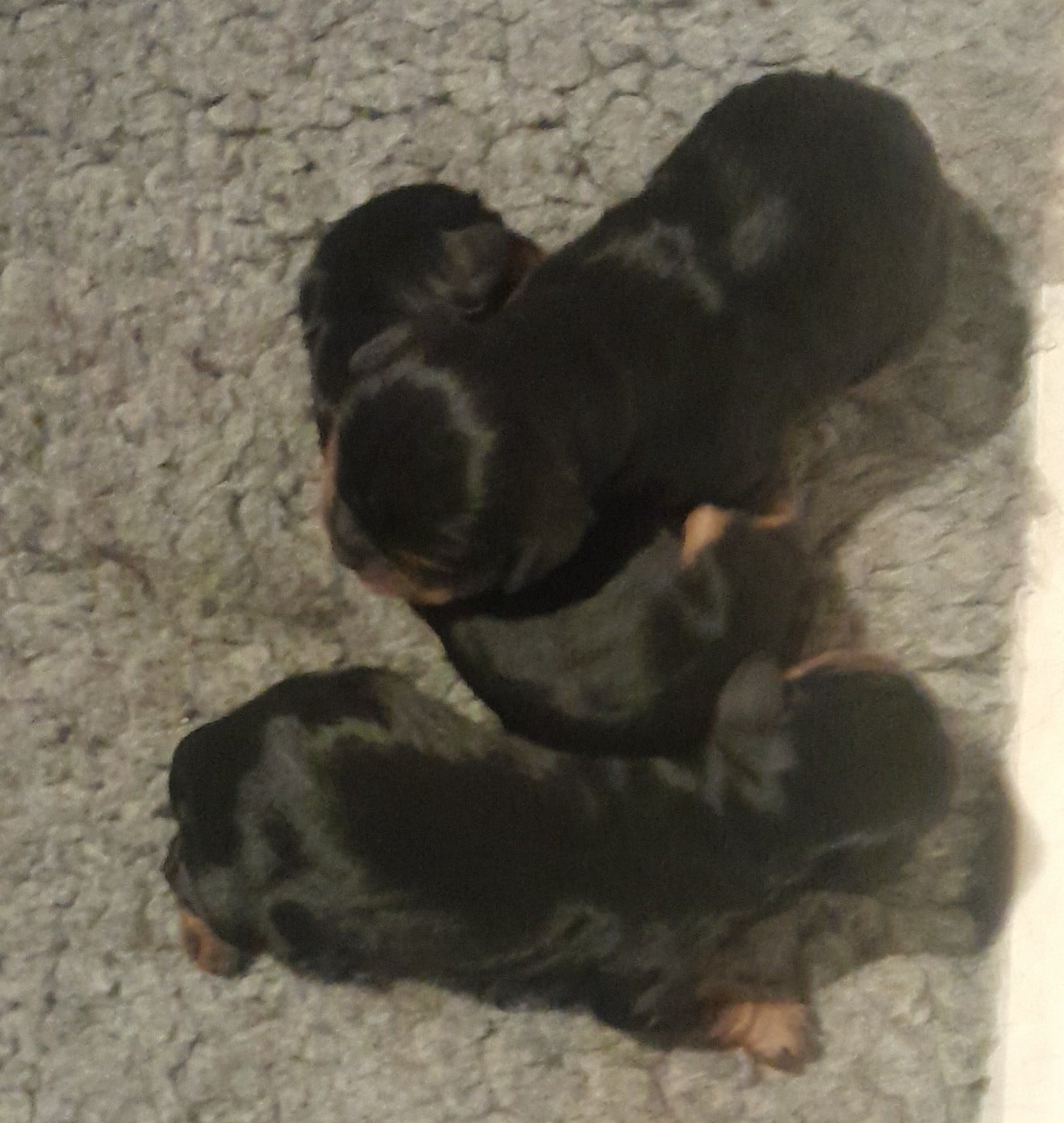 Femelle noir et feu - Cavalier King Charles Spaniel