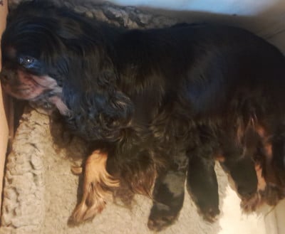 Les chiots de Cavalier King Charles Spaniel