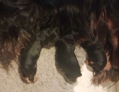 Les chiots de Cavalier King Charles Spaniel