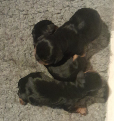 Les chiots de Cavalier King Charles Spaniel