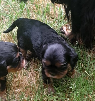 Les chiots de Cavalier King Charles Spaniel