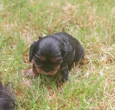 Les chiots de Cavalier King Charles Spaniel