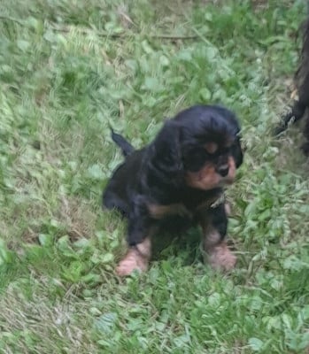 Les chiots de Cavalier King Charles Spaniel