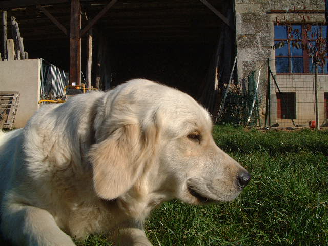 Publication : du vieux tilleul de Boistillet Auteur : du vieux Tilleul de Boistillet