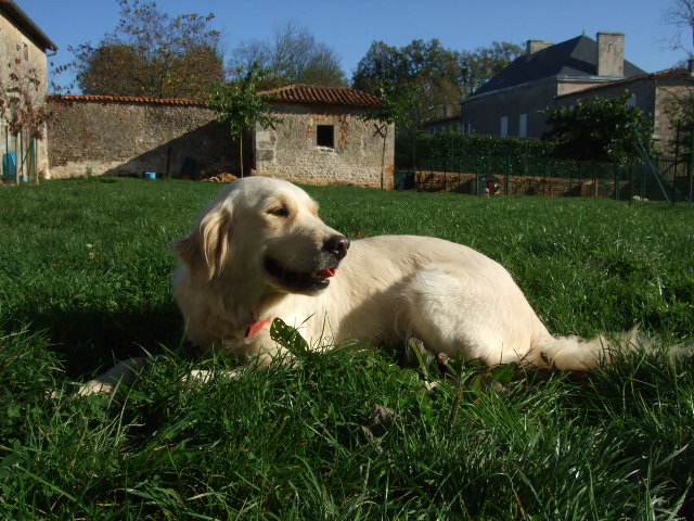 Publication : du vieux tilleul de Boistillet Auteur : du vieux Tilleul de Boistillet