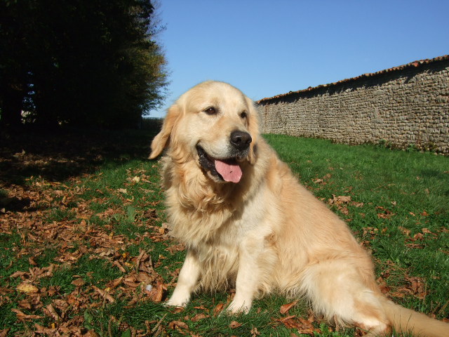 Publication : du vieux tilleul de Boistillet Auteur : du vieux Tilleul de Boistillet