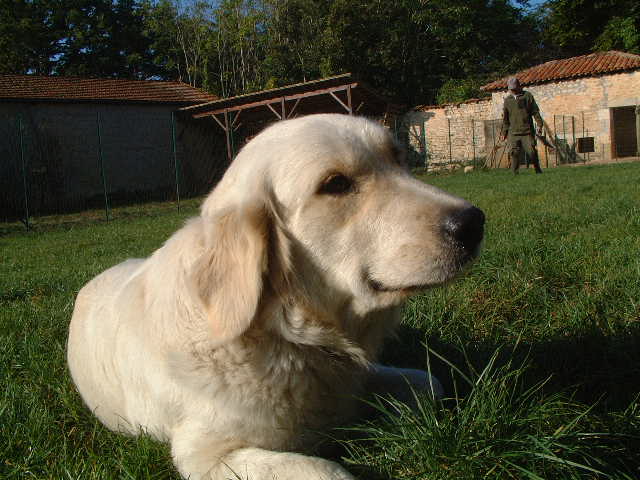 Publication : du vieux tilleul de Boistillet Auteur : du vieux Tilleul de Boistillet