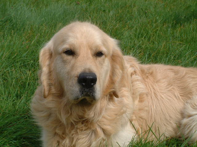 Publication : du vieux tilleul de Boistillet Auteur : du vieux Tilleul de Boistillet