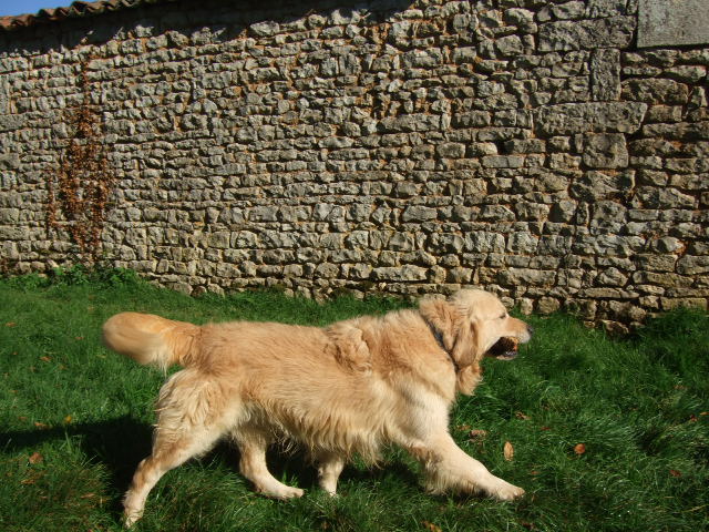 Publication : du vieux tilleul de Boistillet Auteur : du vieux Tilleul de Boistillet