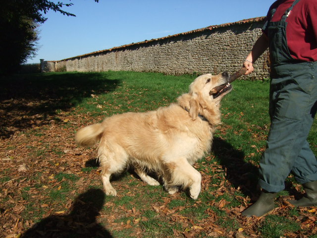 Publication : du vieux tilleul de Boistillet Auteur : du vieux Tilleul de Boistillet