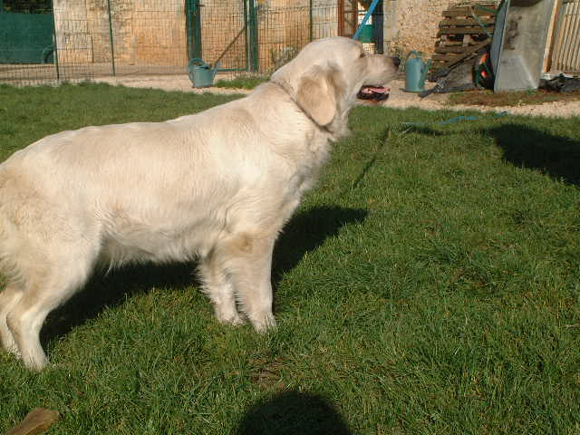 Publication : du vieux tilleul de Boistillet Auteur : du vieux Tilleul de Boistillet