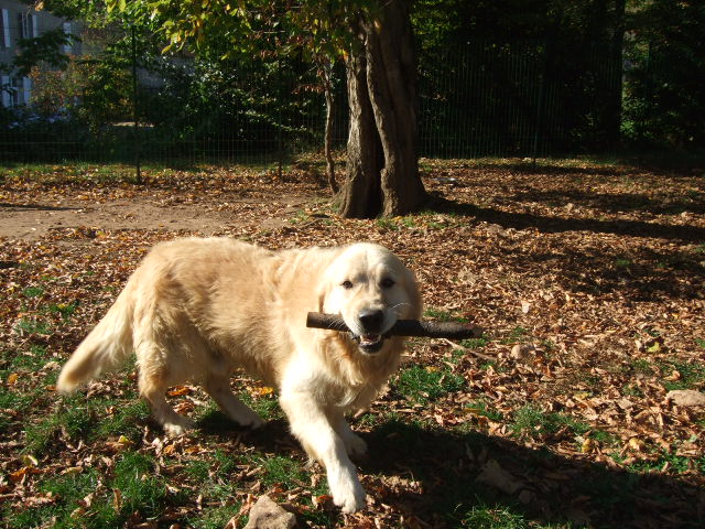 Publication : du vieux tilleul de Boistillet Auteur : du vieux Tilleul de Boistillet