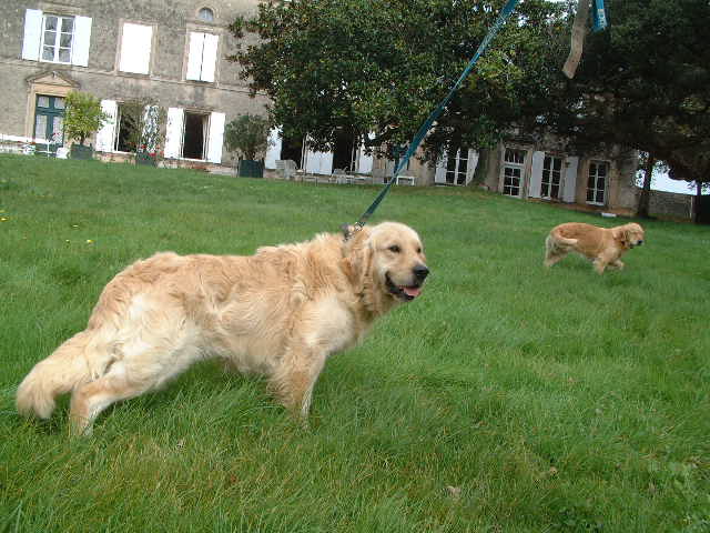 Publication : du vieux tilleul de Boistillet Auteur : du vieux Tilleul de Boistillet