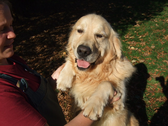 Publication : du vieux tilleul de Boistillet Auteur : du vieux Tilleul de Boistillet