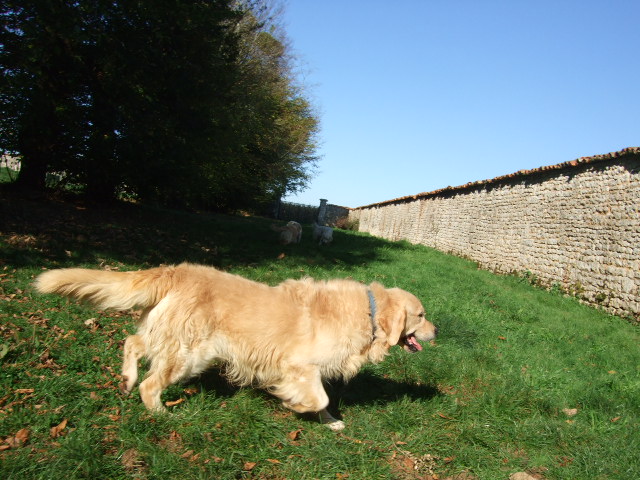 Publication : du vieux tilleul de Boistillet Auteur : du vieux Tilleul de Boistillet