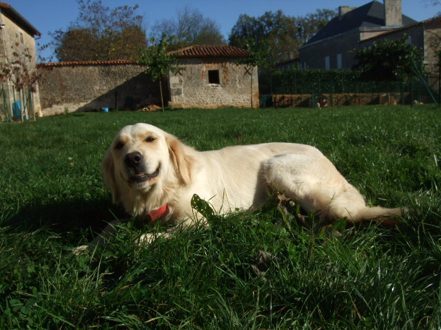 Publication : du vieux tilleul de Boistillet Auteur : du vieux Tilleul de Boistillet