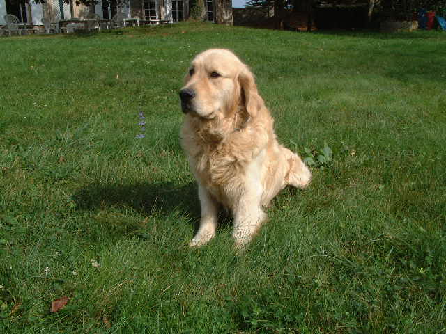 Publication : du vieux tilleul de Boistillet Auteur : du vieux Tilleul de Boistillet