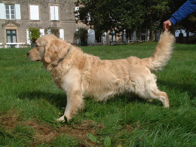 Publication : du vieux tilleul de Boistillet Auteur : du vieux Tilleul de Boistillet