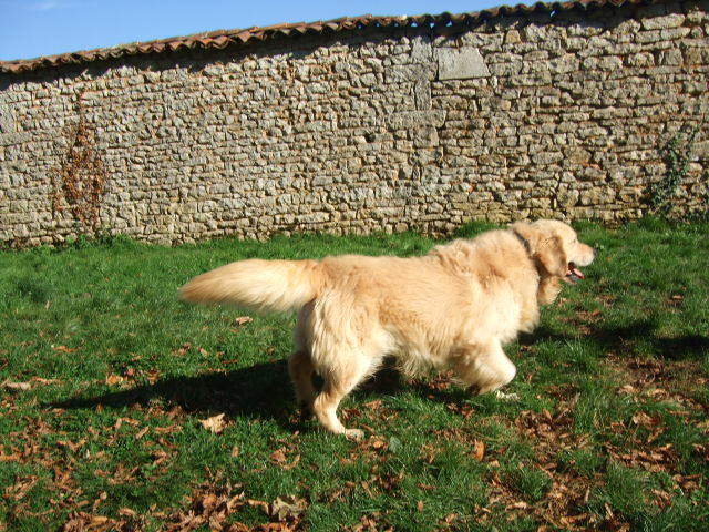 Publication : du vieux tilleul de Boistillet Auteur : du vieux Tilleul de Boistillet