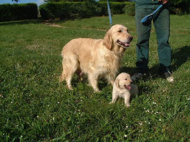 Publication : du vieux tilleul de Boistillet