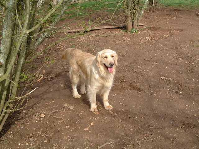 Publication : du vieux tilleul de Boistillet