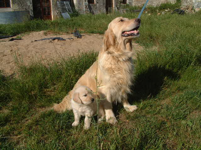 Publication : du vieux tilleul de Boistillet