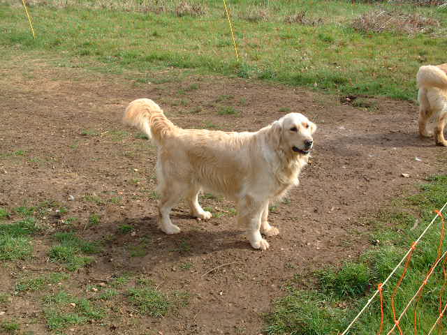 Publication : du vieux tilleul de Boistillet