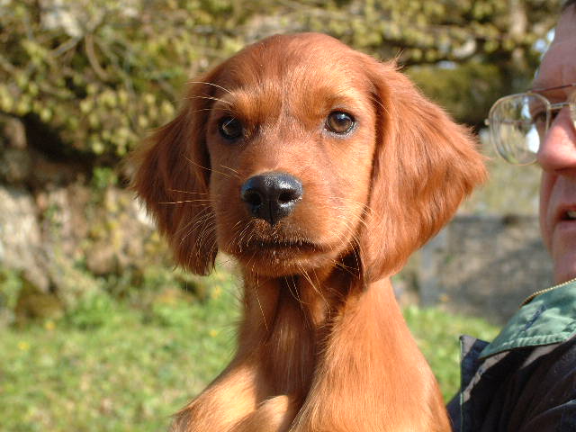 Publication : du vieux tilleul de Boistillet