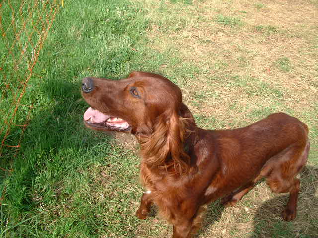 Publication : du vieux tilleul de Boistillet