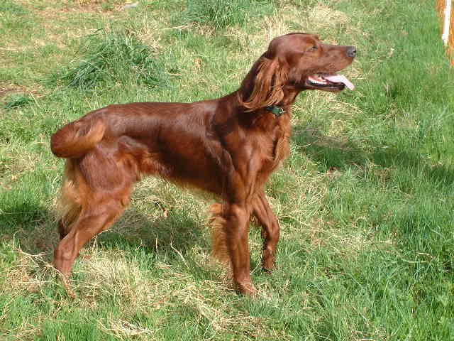 Publication : du vieux tilleul de Boistillet