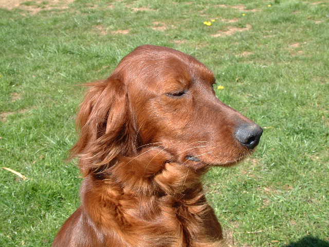 Publication : du vieux tilleul de Boistillet