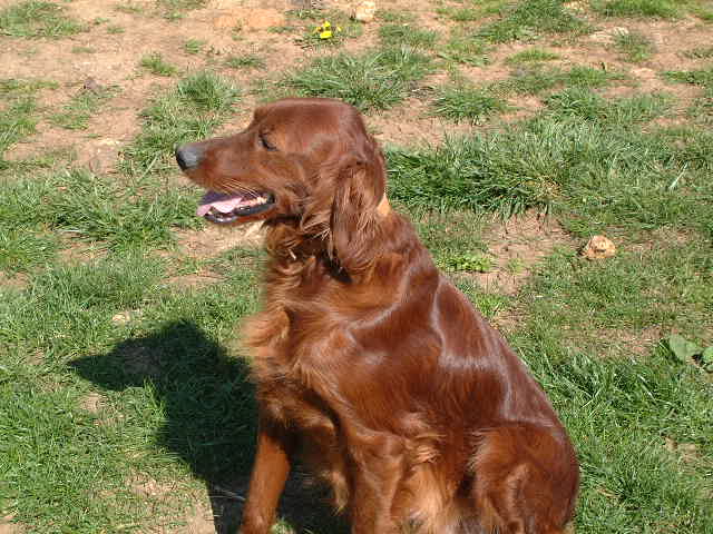 Publication : du vieux tilleul de Boistillet