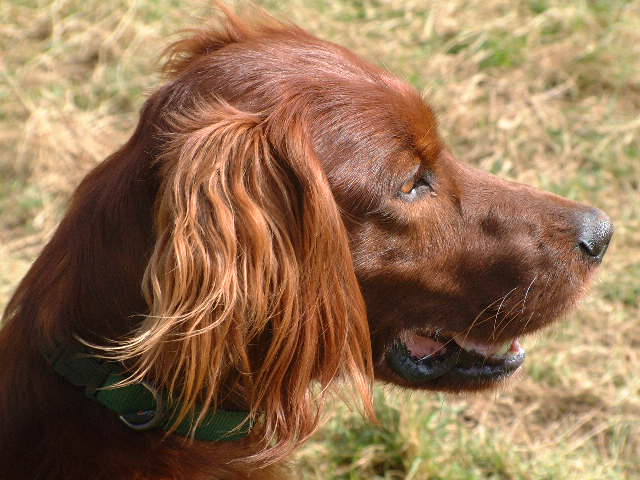 Publication : du vieux tilleul de Boistillet