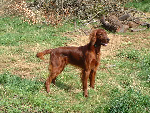 Publication : du vieux tilleul de Boistillet