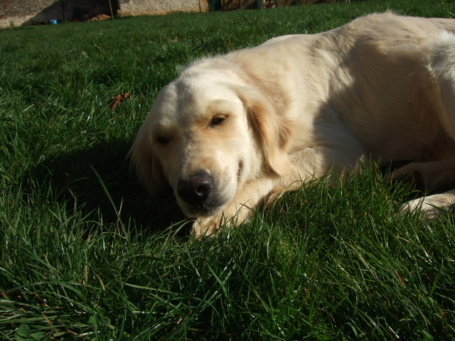 Publication : du vieux tilleul de Boistillet Auteur : du vieux Tilleul de Boistillet