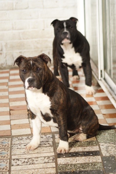 Publication : du pays des molosses Auteur : pays des molosses