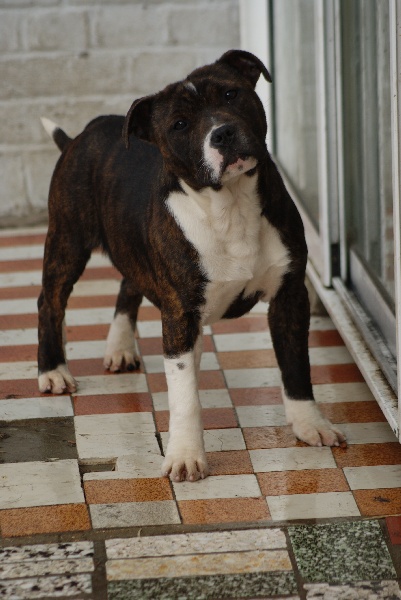 Publication : du pays des molosses Auteur : pays des molosses