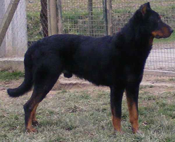 Publication : Des loups du coin de la fontaine Auteur : ww;canilandes.fr