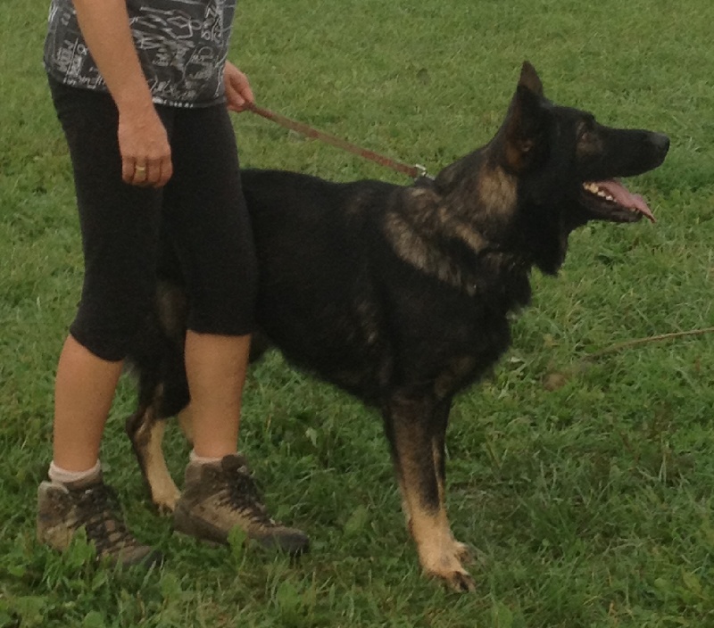 Publication : Des loups du coin de la fontaine