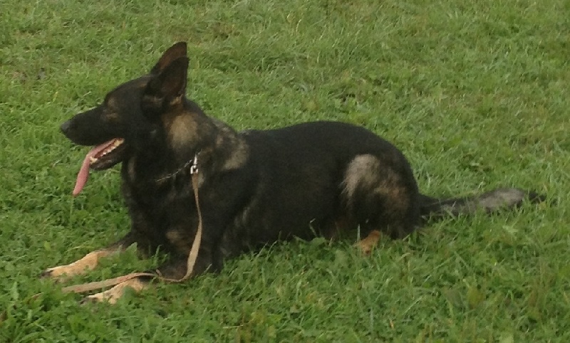 Publication : Des loups du coin de la fontaine